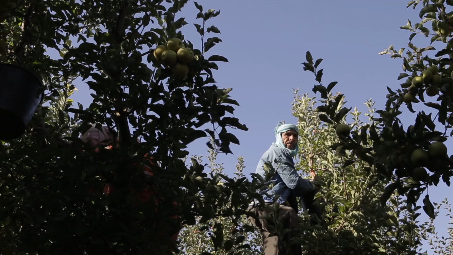 Homens em cima de árvores colhendo maçãs